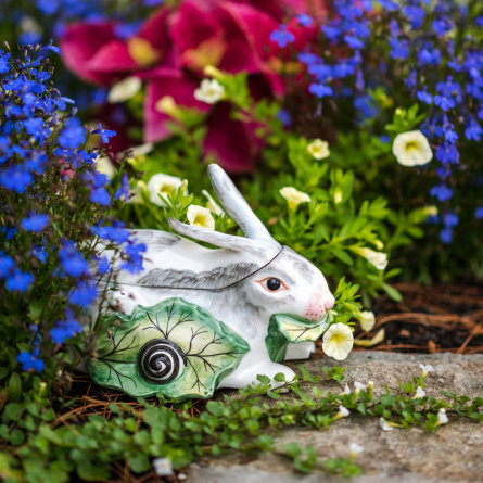 chelsea rabbit in garden
